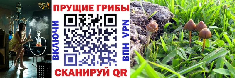 купить  сайты  MEGA ССЫЛКА  Псилоцибиновые грибы Cubensis  Саяногорск 